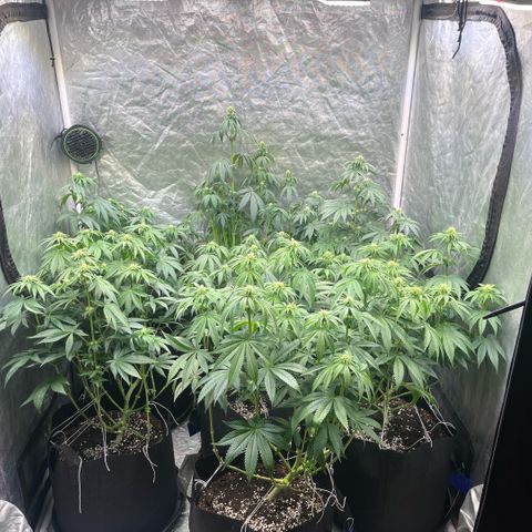 Lime Ozz growlog timeline photo