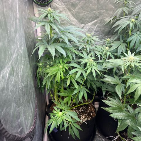 Cherry Bang Bang growlog timeline photo