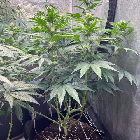 Lime Ozz growlog timeline photo