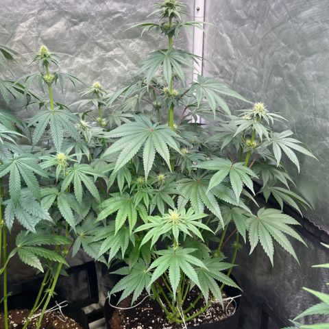 Coco Fresh growlog timeline photo