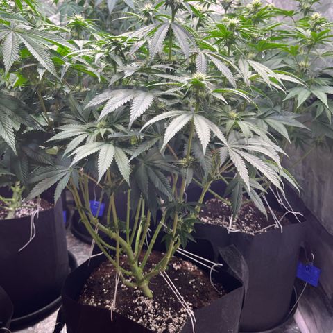 Funkfetti growlog timeline photo