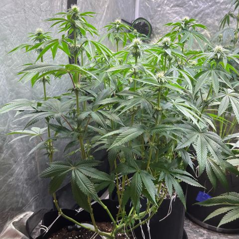Arctic Cherries  growlog timeline photo