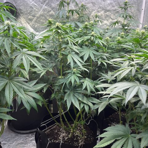 Zaï-zaï growlog timeline photo