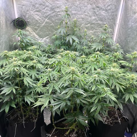 Lime Ozz growlog timeline photo