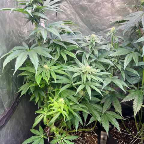 Cherry Bang Bang growlog timeline photo
