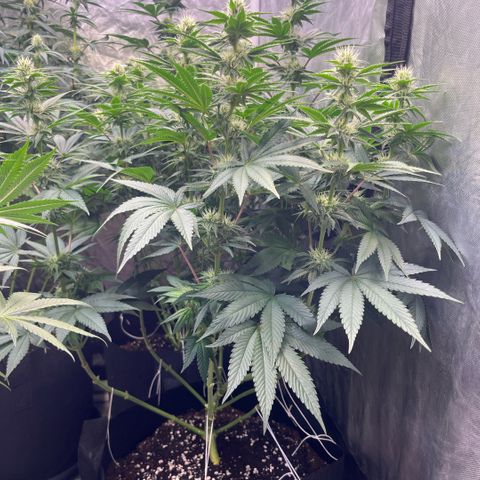 Lime Ozz growlog timeline photo