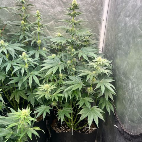 Coco Fresh growlog timeline photo