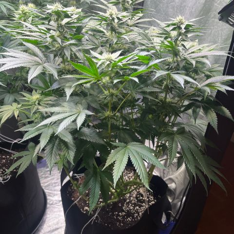 Funkfetti growlog timeline photo