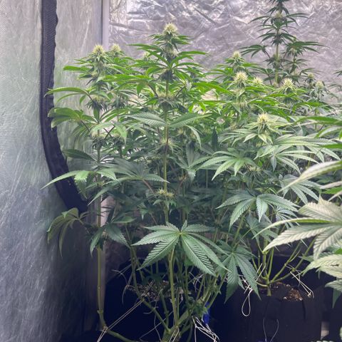 Arctic Cherries  growlog timeline photo