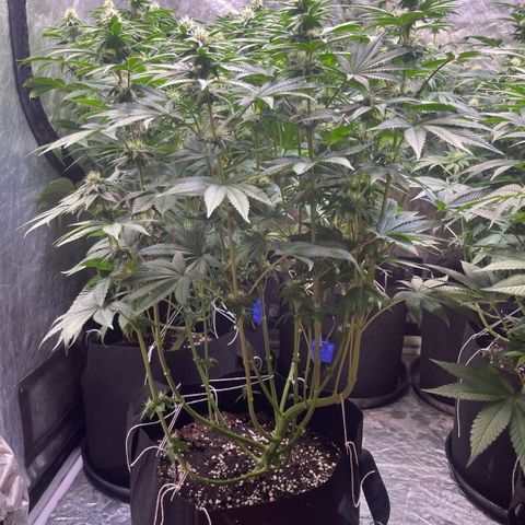 Zaï-zaï growlog timeline photo