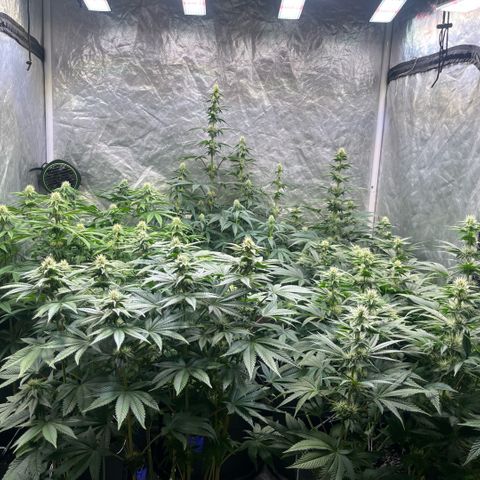 Lime Ozz growlog timeline photo