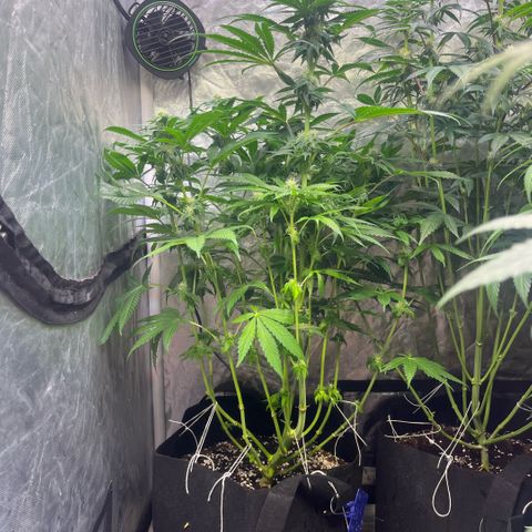 Cherry Bang Bang growlog timeline photo