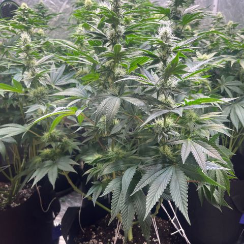 Lime Ozz growlog timeline photo