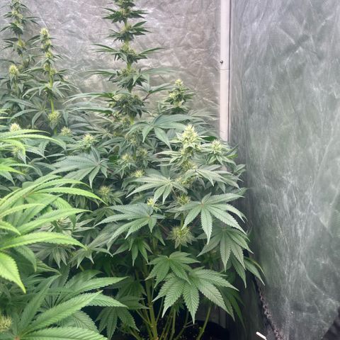 Coco Fresh growlog timeline photo