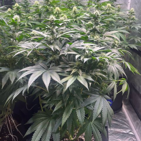 Funkfetti growlog timeline photo