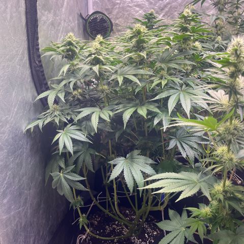 Zaï-zaï growlog timeline photo