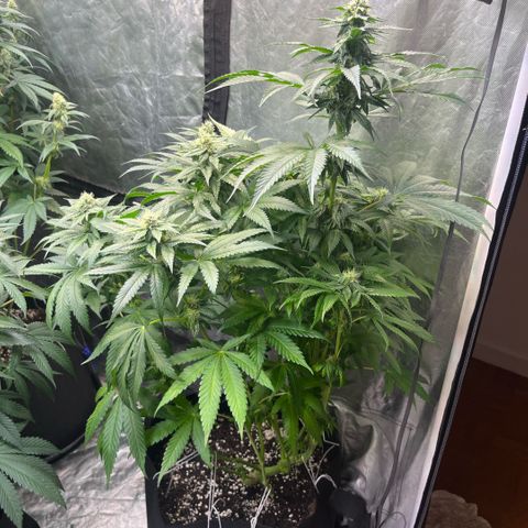 Cherry Bang Bang growlog timeline photo