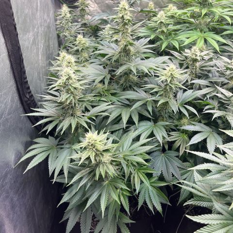 Lime Ozz growlog timeline photo