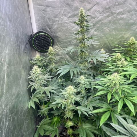 Coco Fresh growlog timeline photo