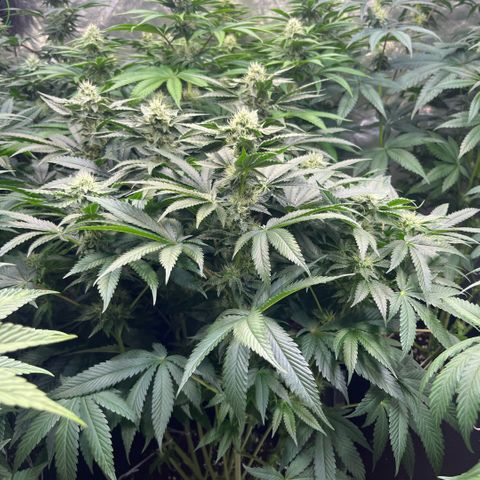 Funkfetti growlog timeline photo