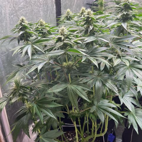 Zaï-zaï growlog timeline photo