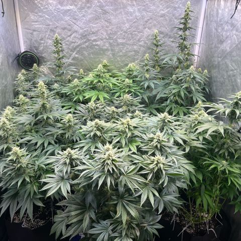 Lime Ozz growlog timeline photo