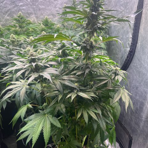 Cherry Bang Bang growlog timeline photo