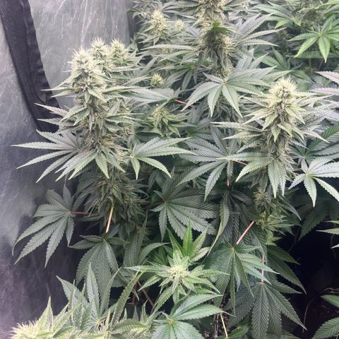 Lime Ozz growlog timeline photo