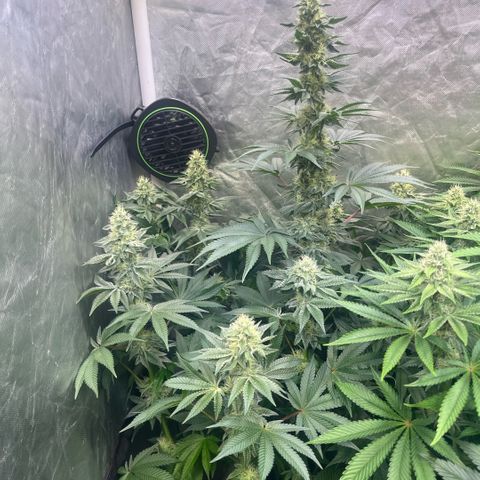 Coco Fresh growlog timeline photo