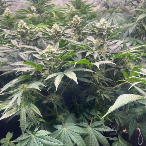 Funkfetti growlog timeline photo