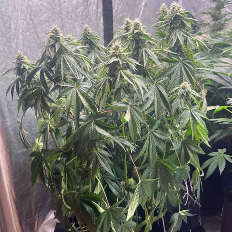 Zaï-zaï growlog timeline photo