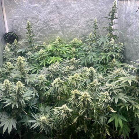 Lime Ozz growlog timeline photo