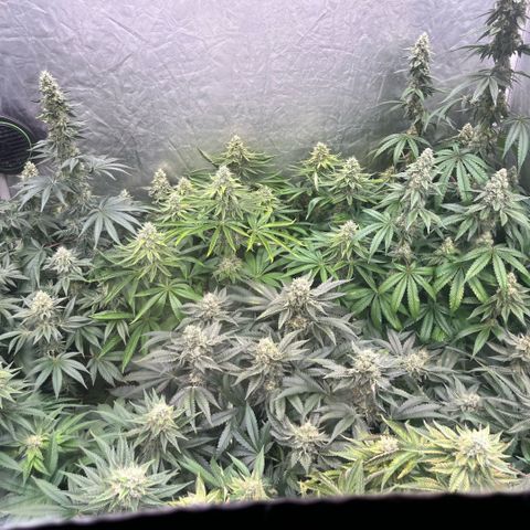 Lime Ozz growlog timeline photo