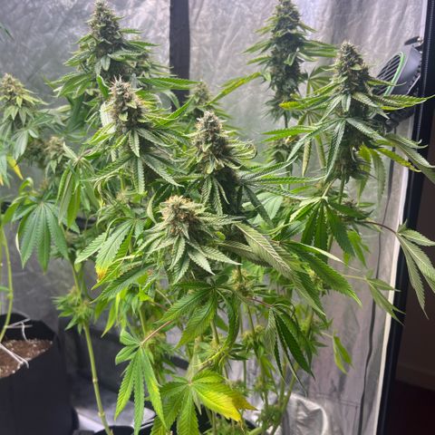 Arctic Cherries  growlog timeline photo
