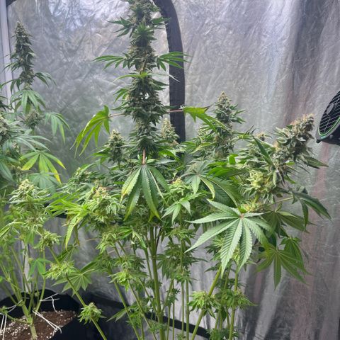 Coco Fresh growlog timeline photo