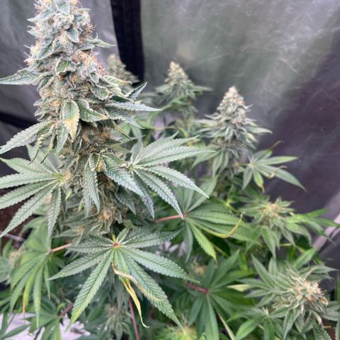 Coco Fresh growlog timeline photo