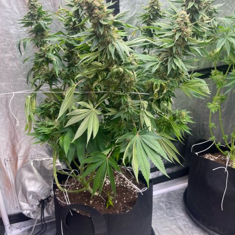 Lime Ozz growlog timeline photo