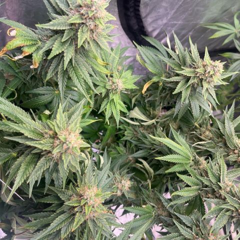 Lime Ozz growlog timeline photo