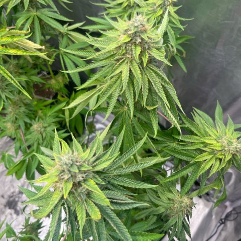 Arctic Cherries  growlog timeline photo