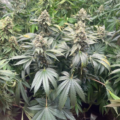 Funkfetti growlog timeline photo