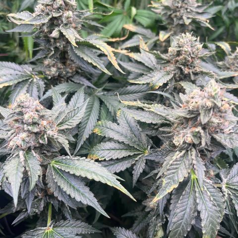 Funkfetti growlog timeline photo
