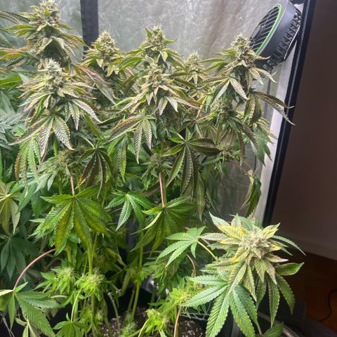 Zaï-zaï growlog timeline photo