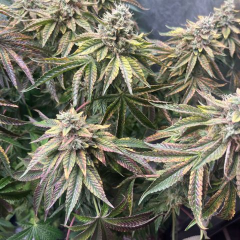 Zaï-zaï growlog timeline photo