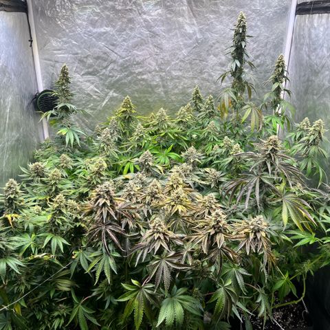 Lime Ozz growlog timeline photo