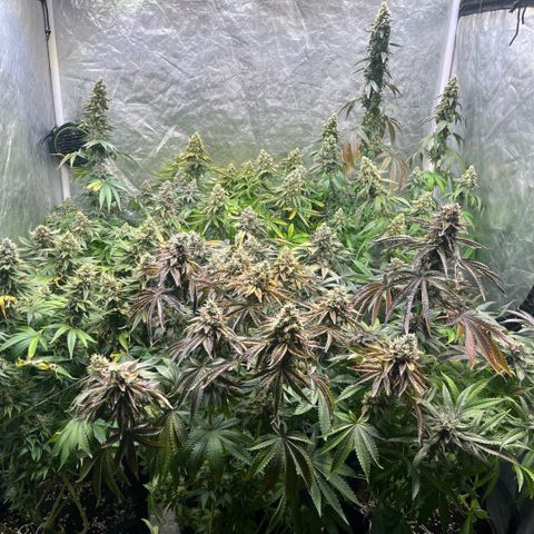 Lime Ozz growlog timeline photo