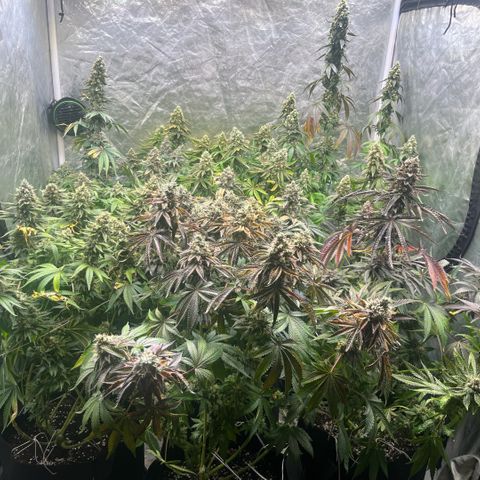 Lime Ozz growlog timeline photo