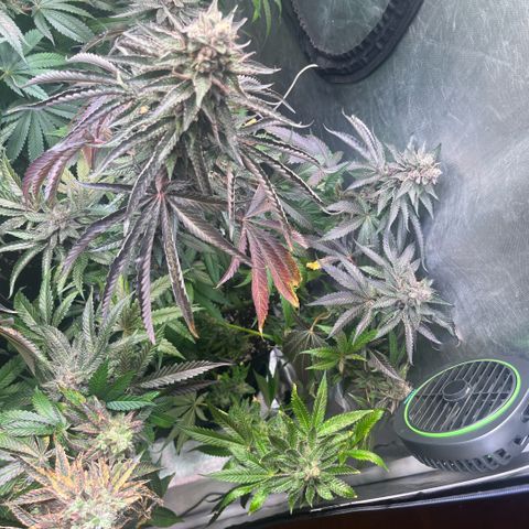 Cherry Bang Bang growlog timeline photo