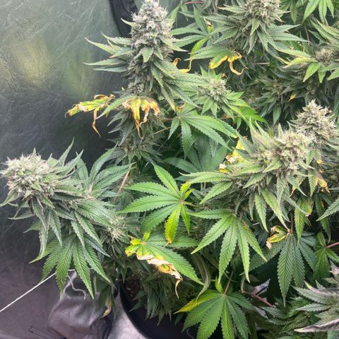 Lime Ozz growlog timeline photo