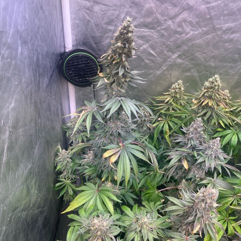 Coco Fresh growlog timeline photo
