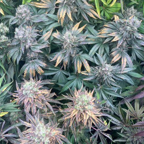 Funkfetti growlog timeline photo